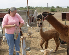 Llama eating bread