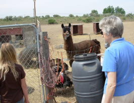 Girl and woman looking at llama