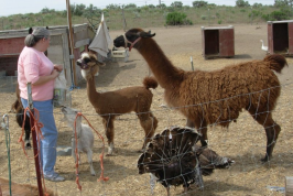 Llamas waiting to be fed