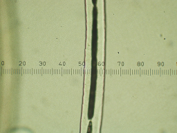 One alpaca fiber with micrometer.