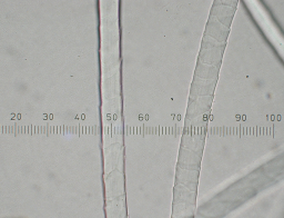 Cashmere fibers magnified 400x.