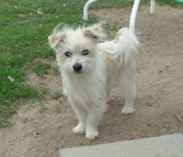 Cute little white and tan dog