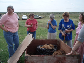 Women looking at apple box which contains llama fleece