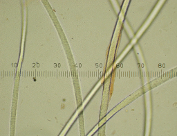 Gotland sheep wool, microscopic view, with lanolin.