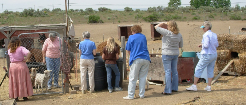 People looking at animals in pen