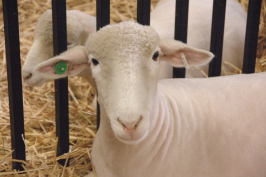 Sheared sheep laying down in straw, looks cold.