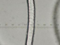 Close up view of Southdown cross sheep wool with micrometer for measuring.